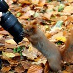 Squirrel warsaw